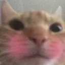 AN_CatBlushing AN_CatBlushing