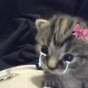 kittycrying kittycrying