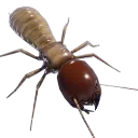 termiteworkerminor