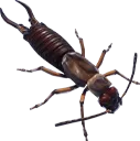 earwig
