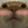 blushcat