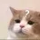 CatConfuse CatConfuse