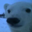 stupidbear stupidbear
