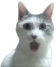 pogcat Discord emoji