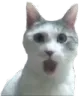 Pogcat pogcat Discord Emoji