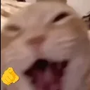 gatito