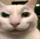 canny_cat_with_raised_eyebrow