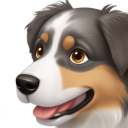 australian_shepherd