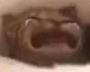 Waaa