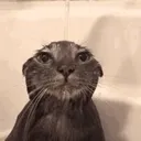 bitch