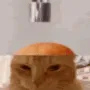 catcake