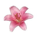 p_lily