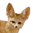 Fennec