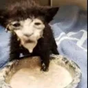 suspiciouswhitefluidcat Discord Emoji