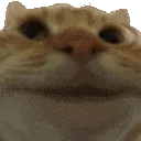 catnodfastright