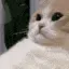 catSigh catSigh