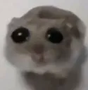 sadhamster