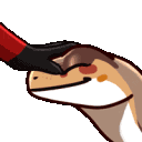 maplePat