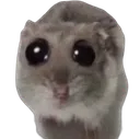 sad_hamster_stare