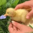 blossom_duckflower