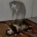 dead dead