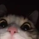 lurkingcatto