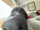thesniffer