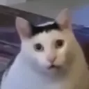 Breadcat BreadCat Discord Emoji