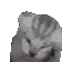 catcry