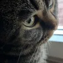 cat_sideeye