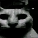 cat4