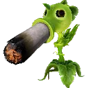 bluntpea