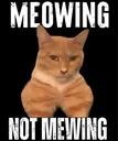 meowing