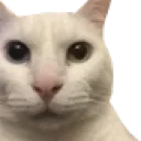 Cat Wtf catwtf Discord Emoji