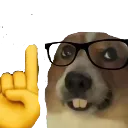 nerd_corgi