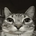 cat_stare