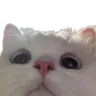 kittenstare