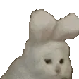 8720catbunny