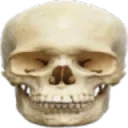 skule