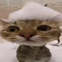 showercat