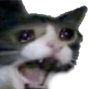 catcry Discord Emoji