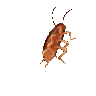Roach