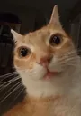 ERMM