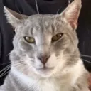 CatWithRizz