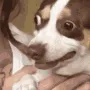 whatido whatido