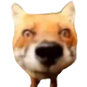 FoxStare