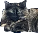 EzonisGato1