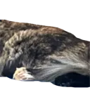 EzonisGato2 EzonisGato2