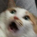 cat_scary_scream