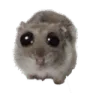 hamster